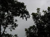 tropical hardwood tree with oropendula nests in Costa Rica